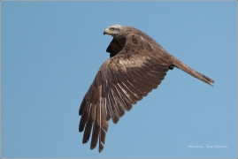 <p>LUŇÁK HNĚDÝ (Milvus migrans) Lobendava</p>